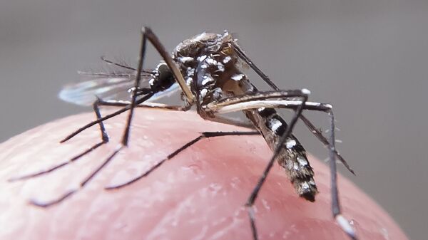 Mosquito Aedes Aegypti - Sputnik Brasil