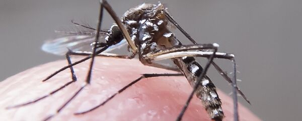 Mosquito Aedes Aegypti Mosquito Aedes Aegypti - Sputnik Brasil