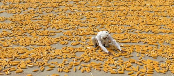 Um agricultor paquistanês prepara milho para secagem em um local perto de Lahore - Sputnik Brasil