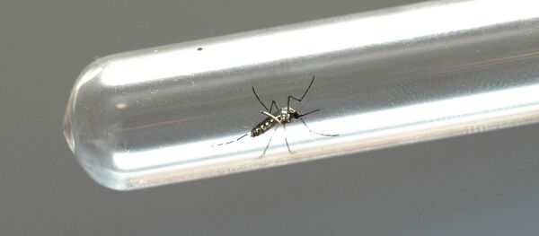 Aedes aegypti - Sputnik Brasil