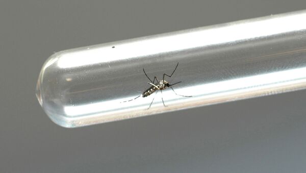 Aedes aegypti - Sputnik Brasil