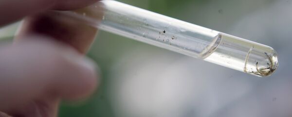 Larvas do mosquito Aedes aegypti - Sputnik Brasil