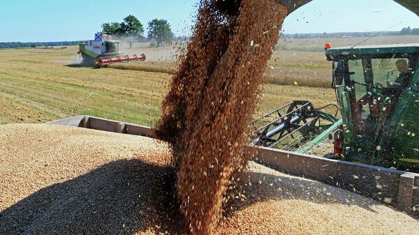 Colheita de trigo na região de Kaliningrado, na Rússia - Sputnik Brasil