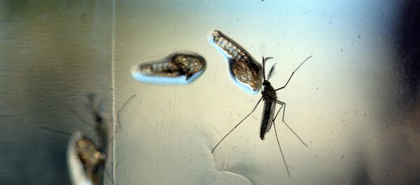 Imagens do Aedes Aegypti capturadas em um laboratório do Ministério da Saúde de El Salvador - Sputnik Brasil