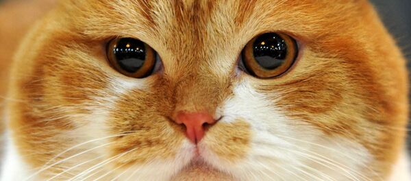 Gato de raça Scottish Fold - Sputnik Brasil