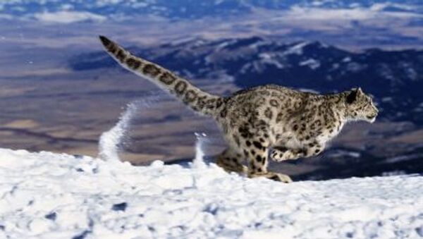 Leopardo-das-neves correndo na neve (imagem referencial) - Sputnik Brasil