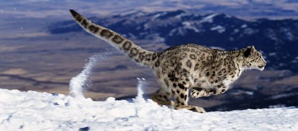 Leopardo-das-neves - Sputnik Brasil