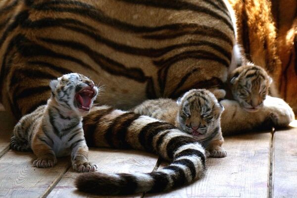 Tigre-siberiano com filhotes - Sputnik Brasil