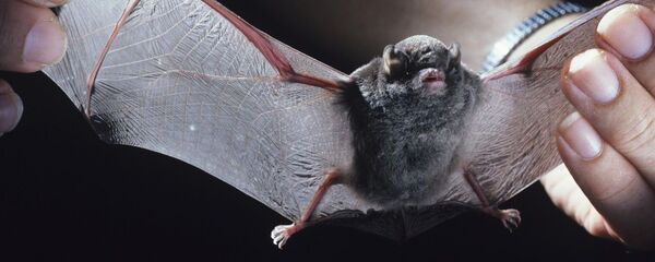 Morcego-de-peluche - Sputnik Brasil