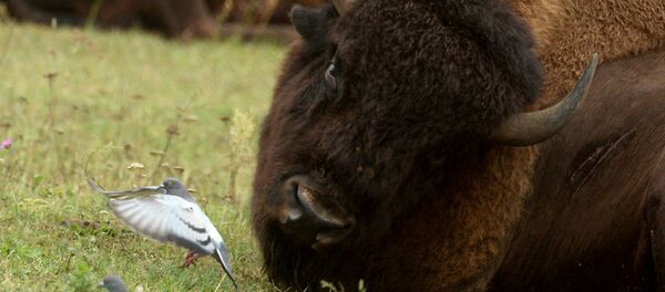 Bisão americano - Sputnik Brasil