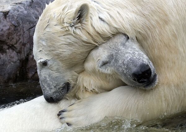 Urso polar - Sputnik Brasil