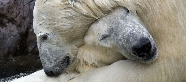 Urso polar Urso polar - Sputnik Brasil