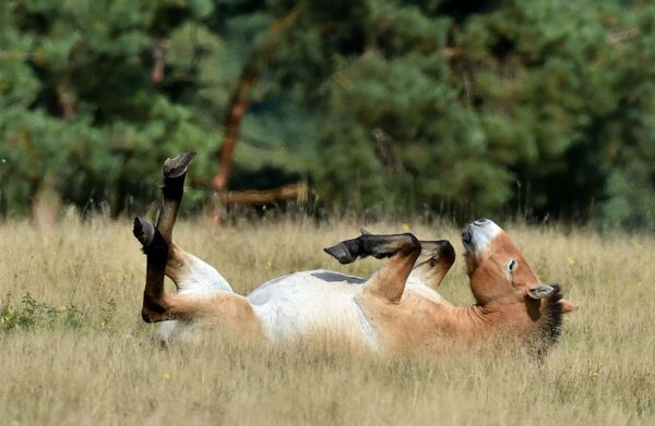 Cavalo de Przewalski - Sputnik Brasil