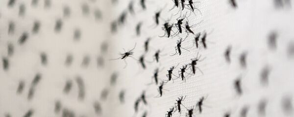 Aedes Aegypti Aedes Aegypti - Sputnik Brasil