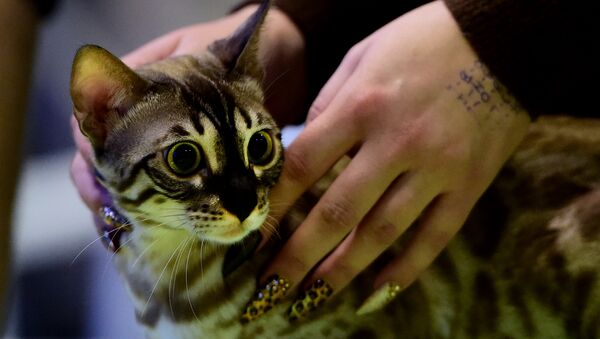 Gato numa exibição de gatos. Foto de arquivo - Sputnik Brasil