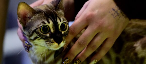 Gato numa exibição de gatos. Foto de arquivo - Sputnik Brasil