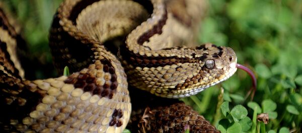 Serpente - Sputnik Brasil