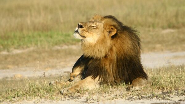 Cecil, o leão mais amado do mundo, morto em julho de 2015 por um dentista norte-americano (imagem referencial) - Sputnik Brasil