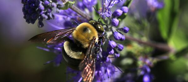 Centro de cuidado de abelhas americano Bayer, foto de arquivo 15 de setembro 2015 - Sputnik Brasil