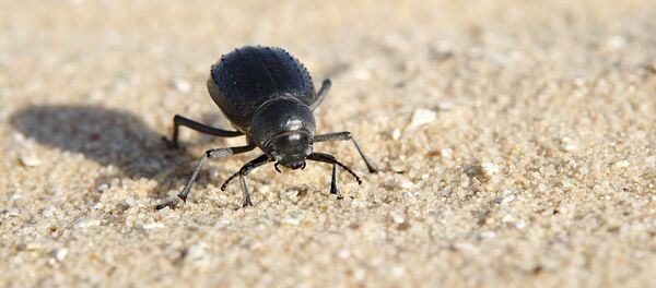 Escaravelho - Sputnik Brasil