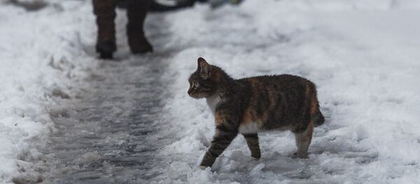 Um gato passeia pela rua depois da nevasca em Moscou, em 2 de março de 2016 - Sputnik Brasil