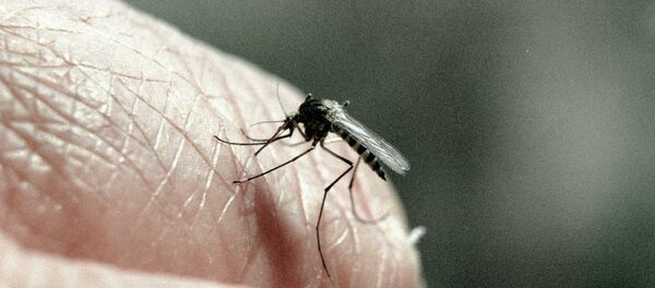 Mosquito - Sputnik Brasil