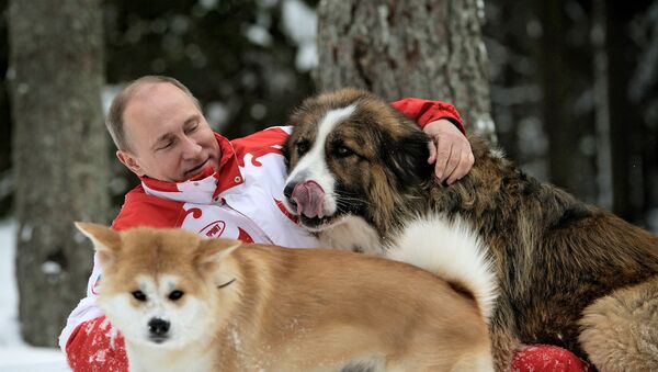 Presidente russo, Vladimir Putin, brincando com seus cachorros Buffy e Yume, em 24 de março de 2013 - Sputnik Brasil