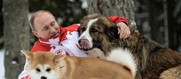 Presidente russo, Vladimir Putin, brincando com seus cachorros Buffy e Yume, em 24 de março de 2013 - Sputnik Brasil