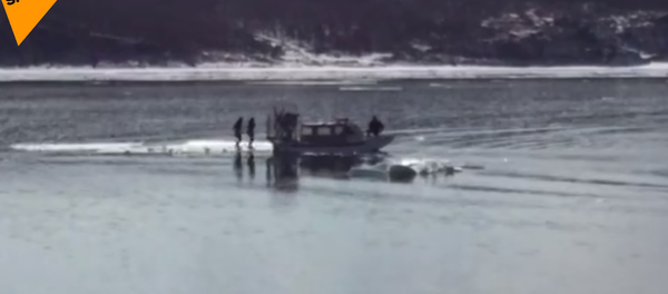 Fãs de selfie de Vladivostok - Sputnik Brasil