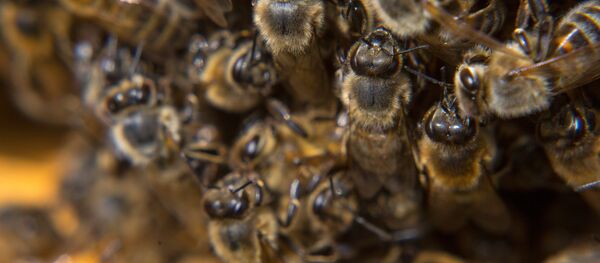 Abelhas no colmeal na região de Amur, Rússia - Sputnik Brasil