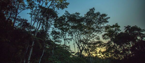 A floresta amazônica (foto de arquivo) - Sputnik Brasil
