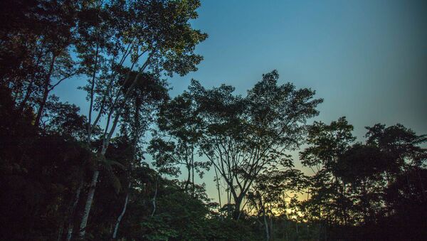 A floresta amazônica no Equador (foto de arquivo) - Sputnik Brasil