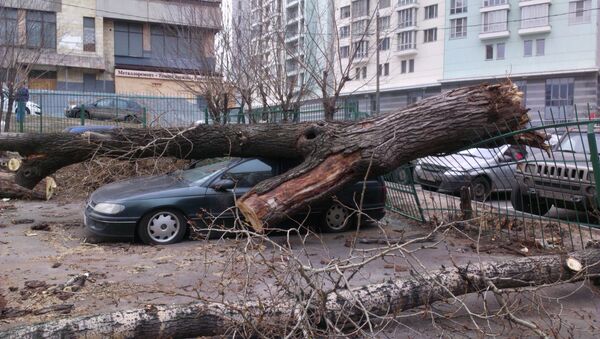 A tree which hit a car due to a strong wind in Moscow's Sokolniki District - Sputnik Brasil