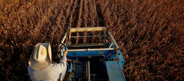 Plantação de soja. Plantação de soja. - Sputnik Brasil