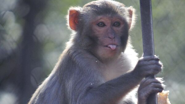 Macaco reso no parque zoológico em Sukhum, Abkházia - Sputnik Brasil