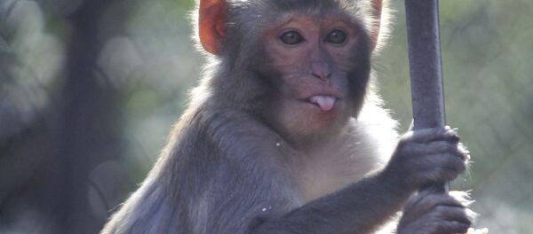 Macaco reso no parque zoológico em Sukhum, Abkházia - Sputnik Brasil