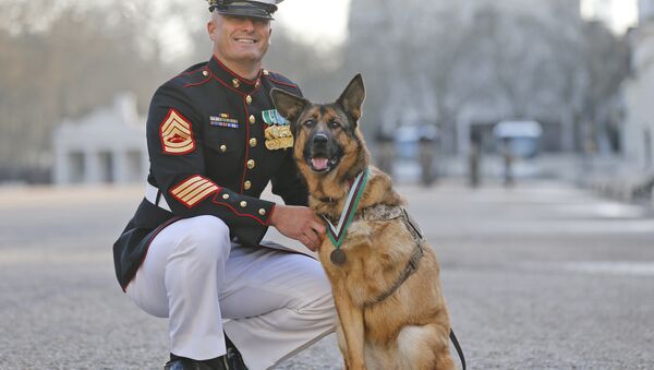 Gunnery sergeant Christopher Willingham, of Tuscaloosa, Alabama, USA, poses with US Marine dog Lucca, after receiving the PDSA Dickin Medal, awarded for animal bravery, equivalent of the Victoria Cross, at Wellington Barracks in London, Tuesday, April 5, 2016. - Sputnik Brasil