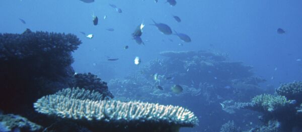 Oceano Pacífico (foto de arquivo) - Sputnik Brasil