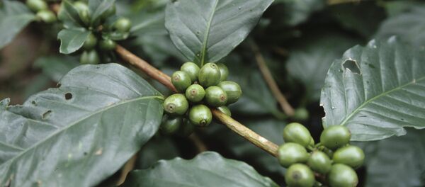 Сafeeiro - Sputnik Brasil