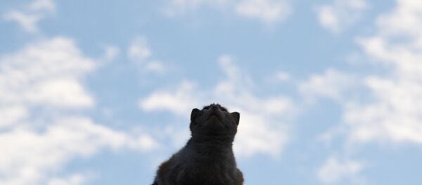 Um gato (foto de arquivo) - Sputnik Brasil