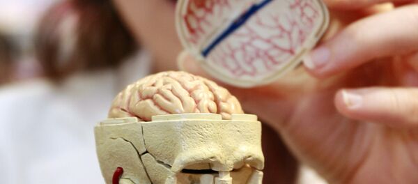 O cérebro humano - Sputnik Brasil