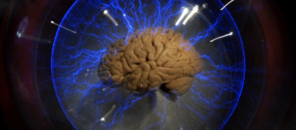 Cérebro humano dentro da caixa de vidro na exposição em São Paulo, agosto 2009. - Sputnik Brasil