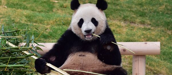 A panda gigante ou urso panda - Sputnik Brasil