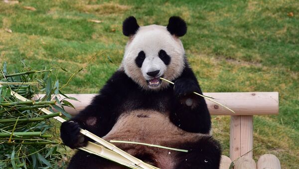A panda gigante ou urso panda  - Sputnik Brasil