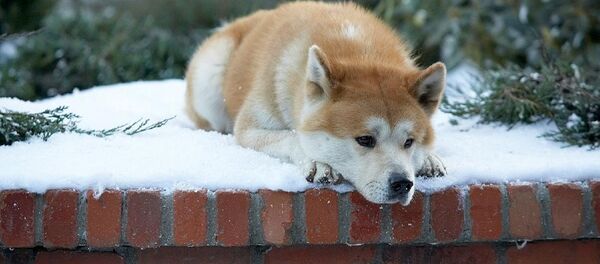 Foto do filme: Sempre ao Seu Lado - Sputnik Brasil