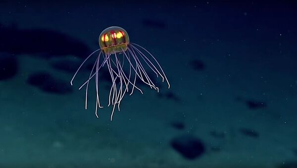 Jellyfish: April 24, 2016 - Sputnik Brasil