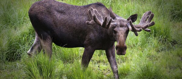 Alce - Sputnik Brasil
