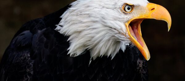 Águia-americana - Sputnik Brasil