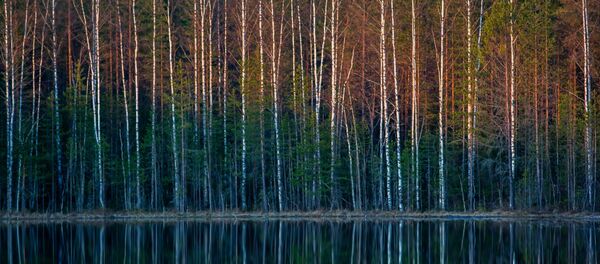 O reflexo de floresta num lago O reflexo de floresta num lago - Sputnik Brasil
