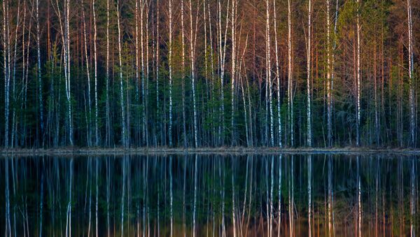 O reflexo de floresta num lago - Sputnik Brasil